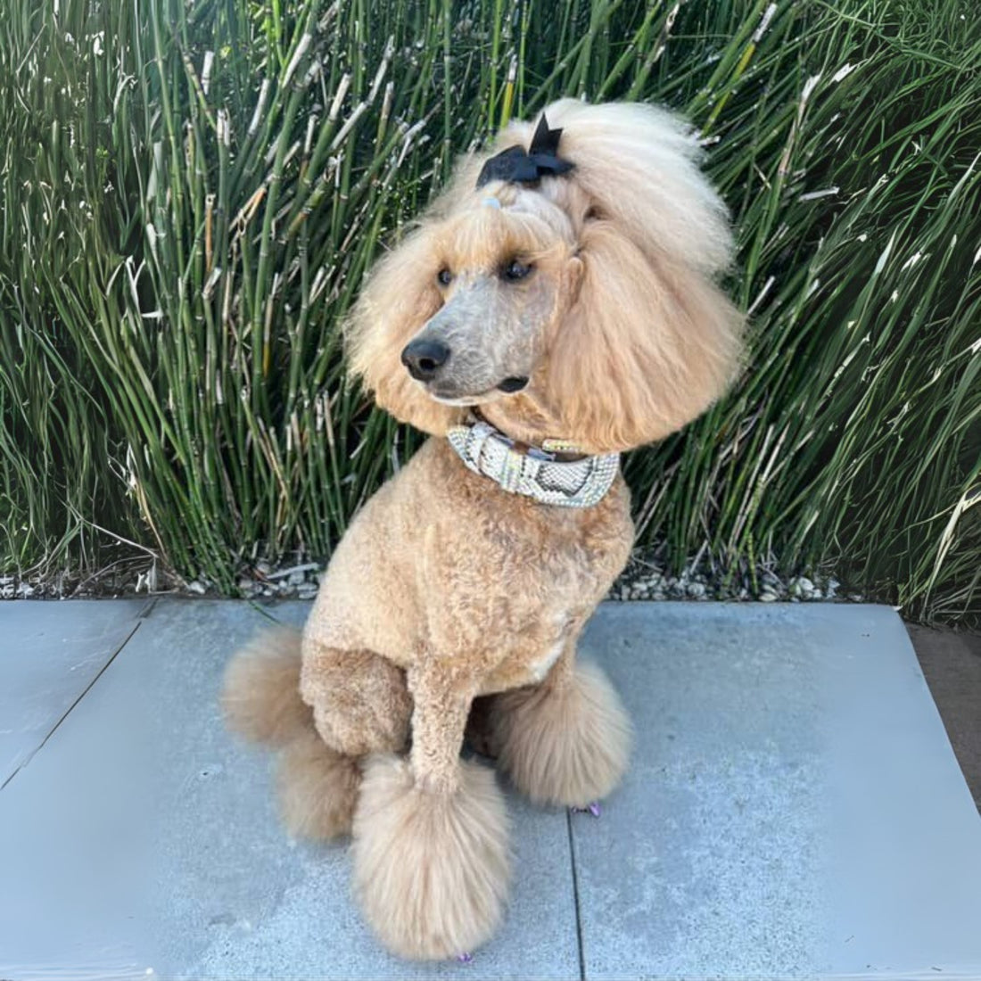 Astraea Collection - Glaciale Royale