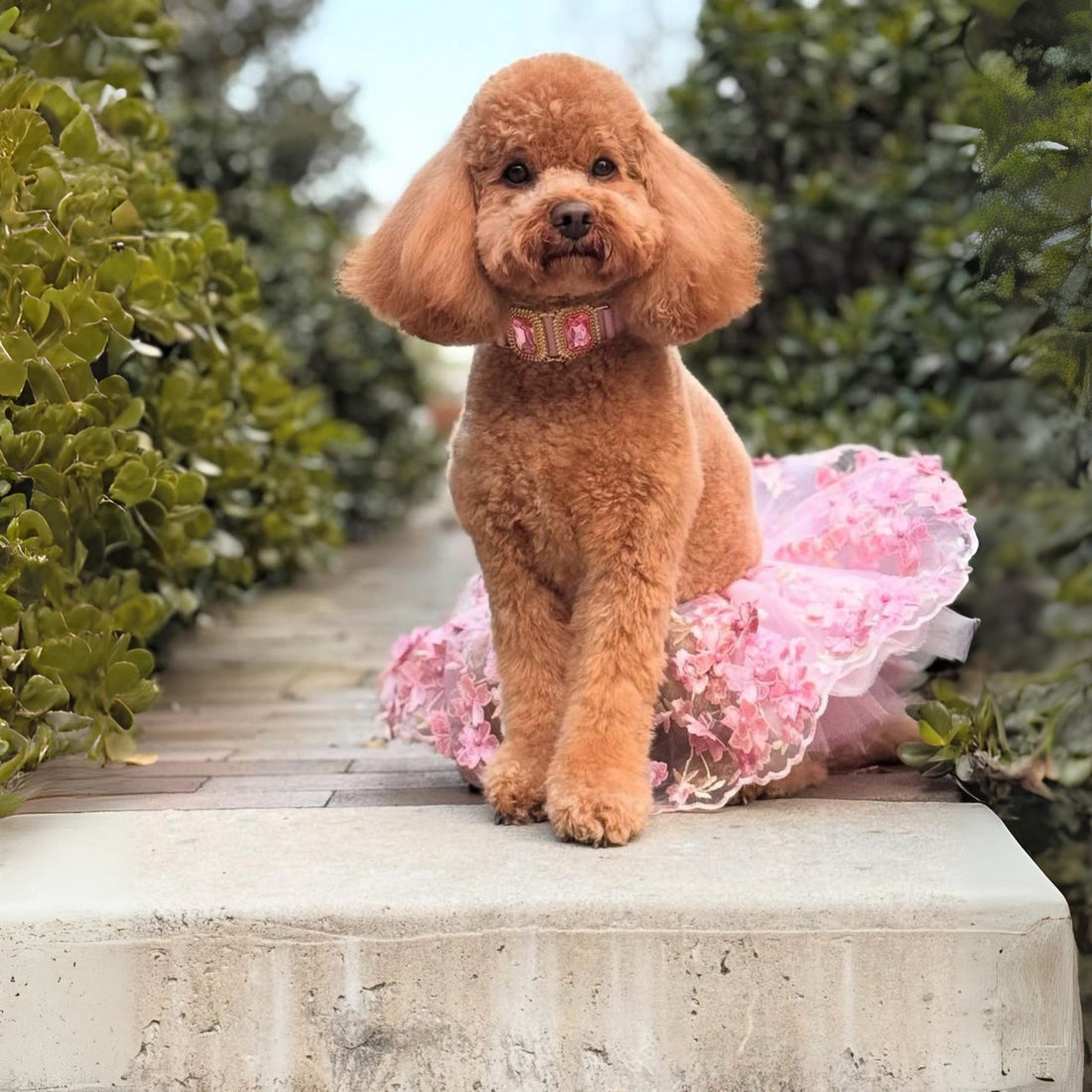 Château Éclat Rose