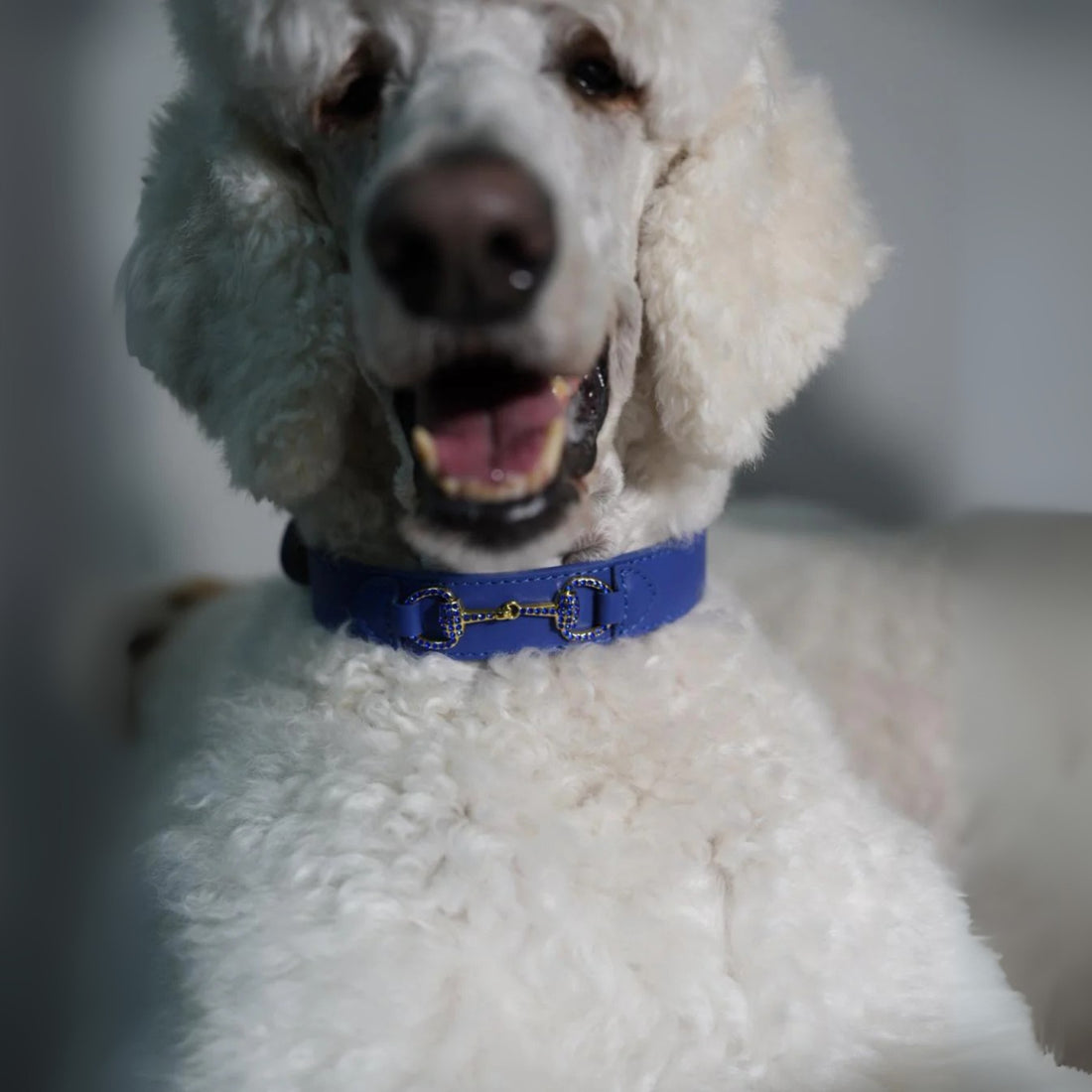 Royal Equestrian Sapphire