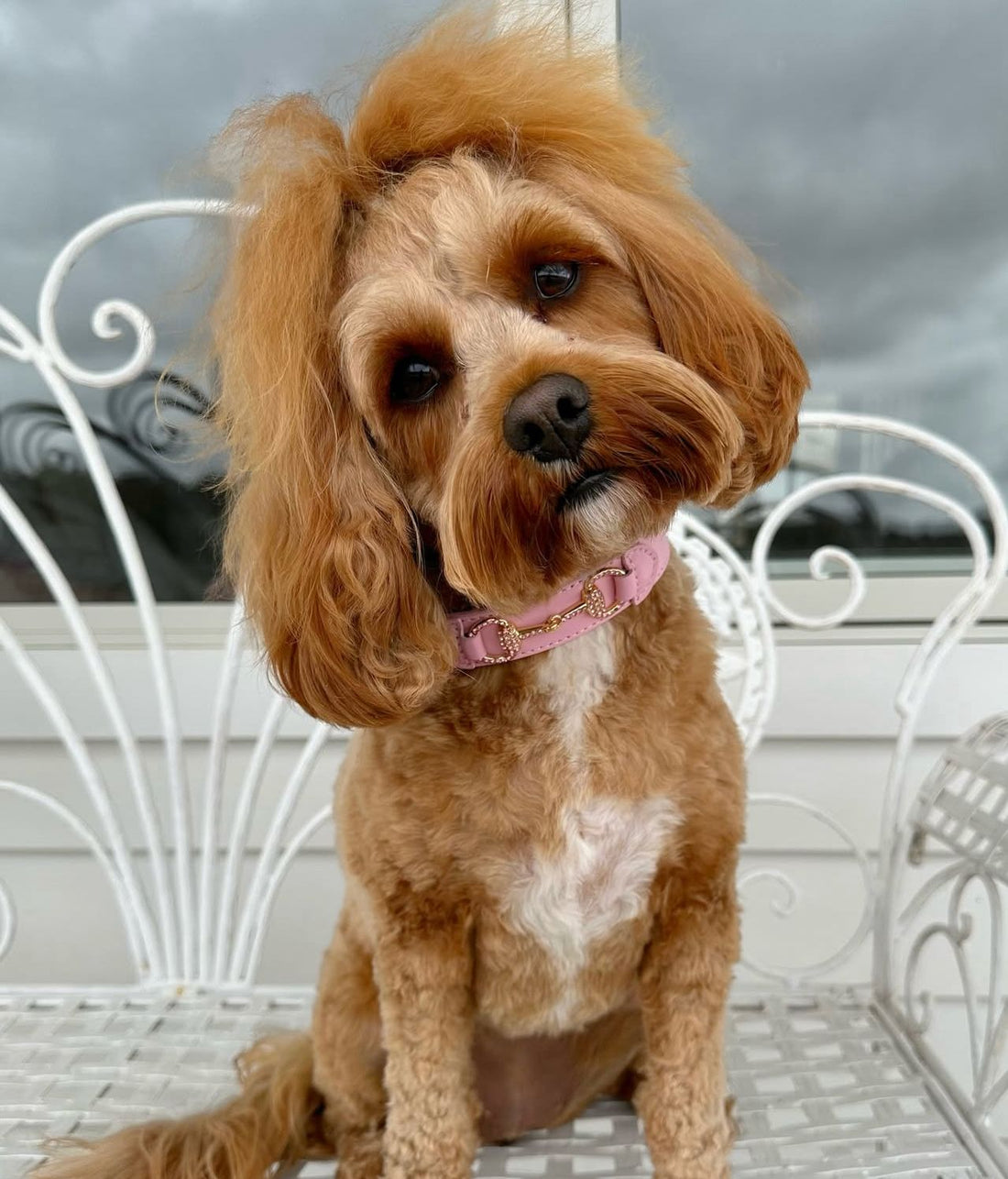 Royal Equestrian Rose