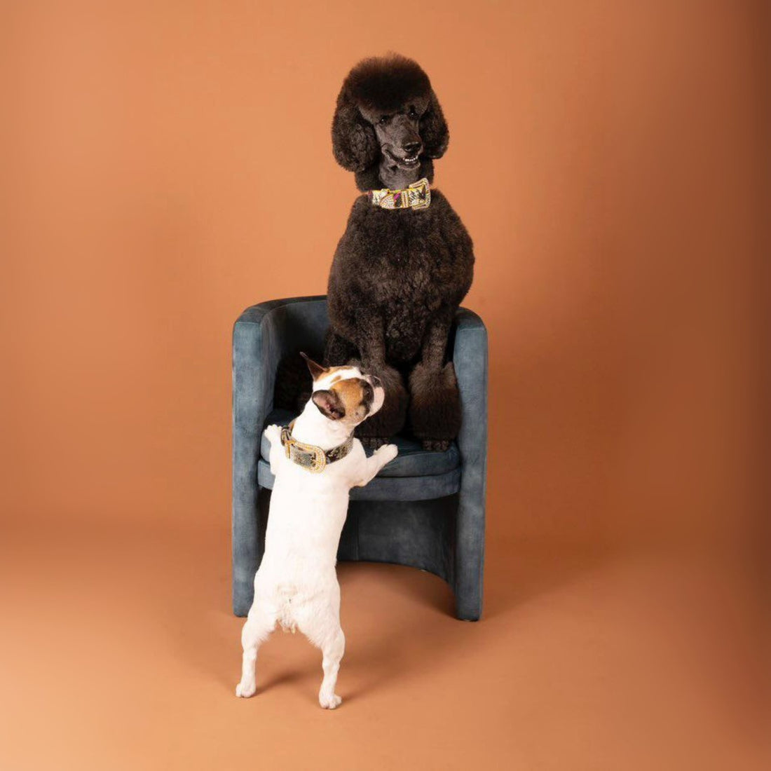 two dogs wearing luxury collars