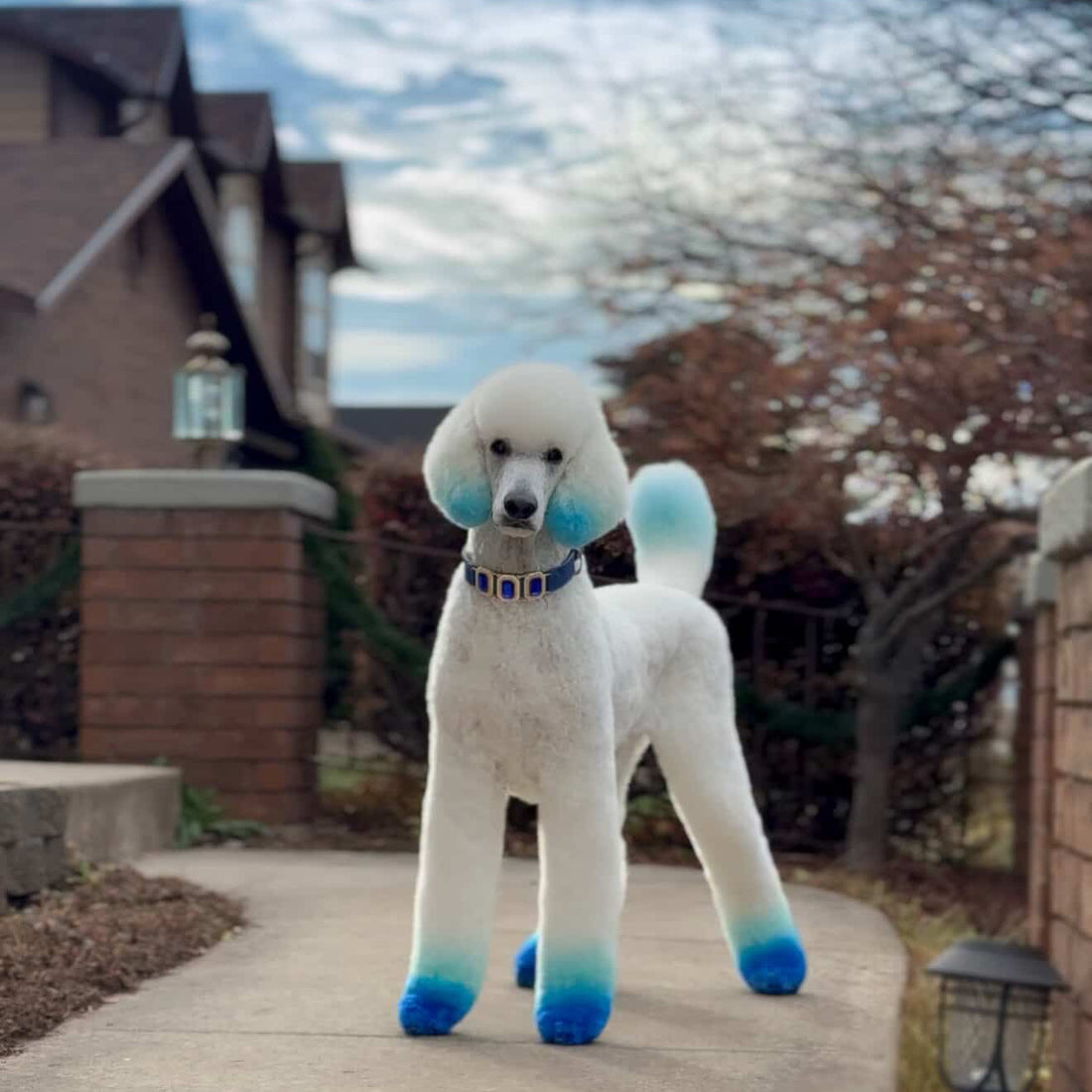 Château Éclat Sapphire