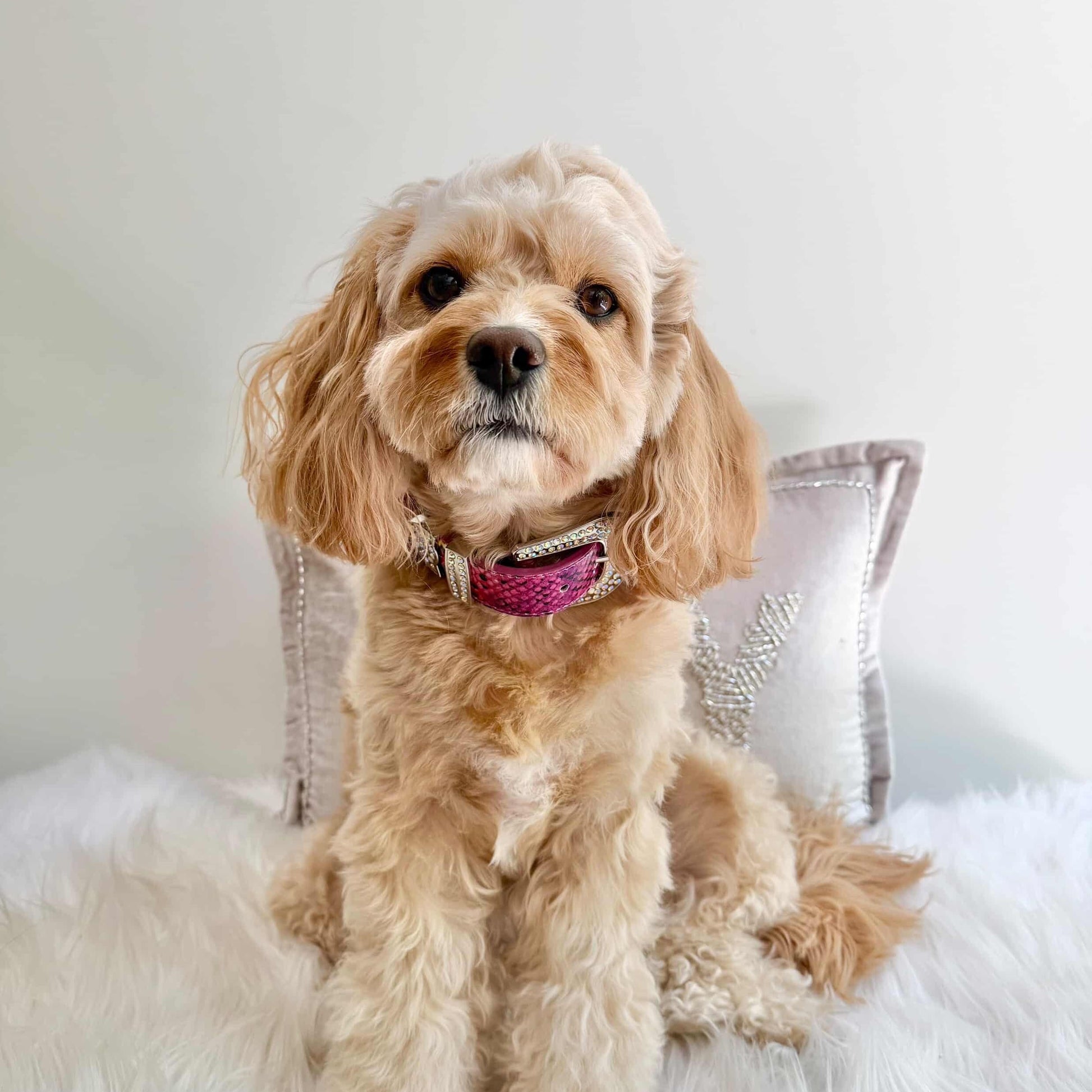 dog wearing python fleur rosé collar