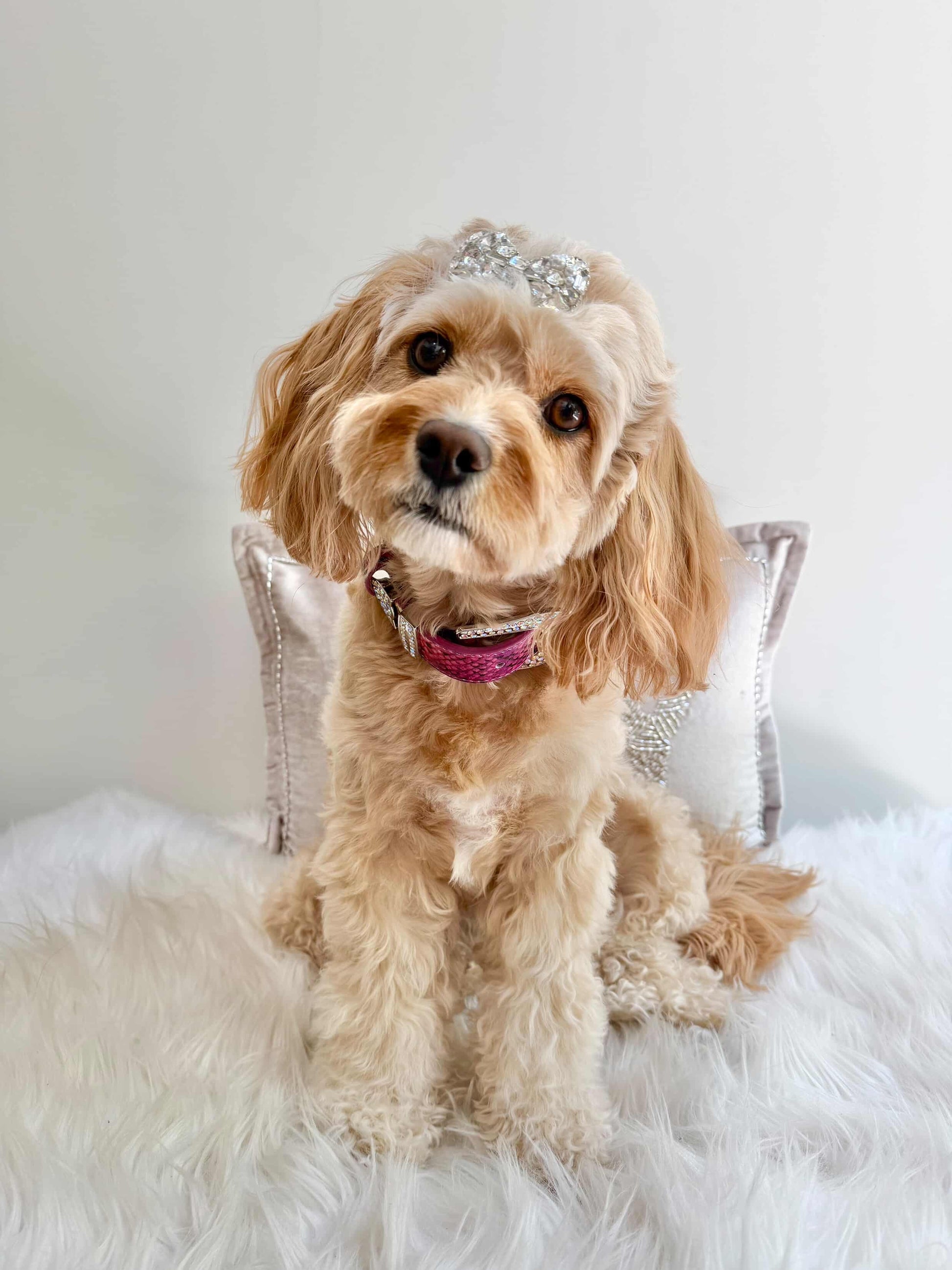 dog wearing python fleur rosé collar
