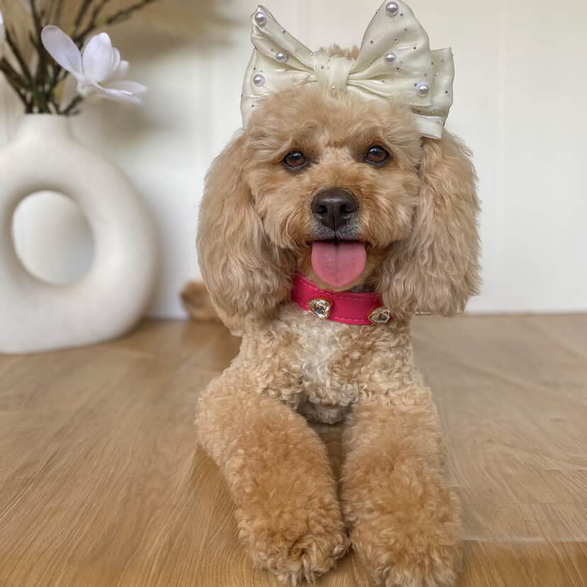 Pepe La Pue Hot Pink