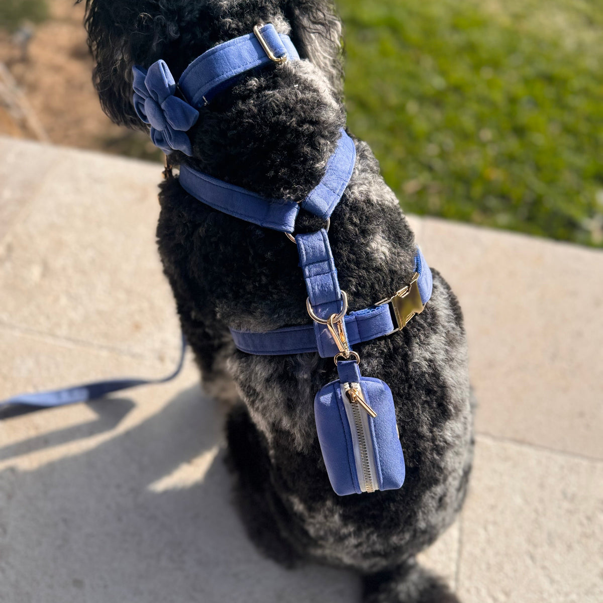 A black curly-haired dog wearing a blue harness with a matching zippered pouch, sitting outdoors on a stone surface with grass in the background.