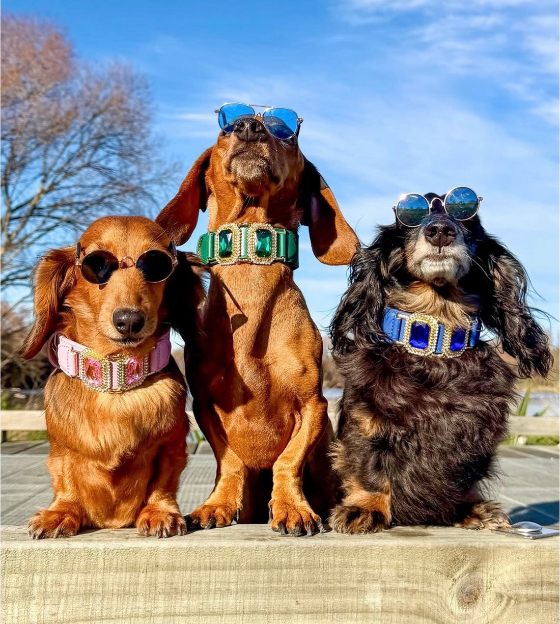 château eclat emerald dog collar