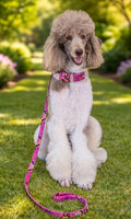 dog wearing python fleur rosé collar