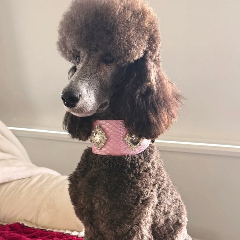 A brown poodle wearing a pink collar with silver decorative accents, sitting on a red textured blanket in an indoor setting.