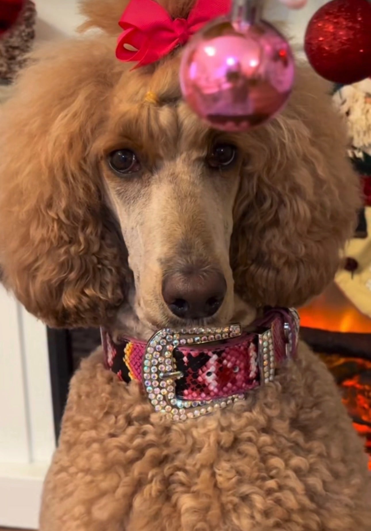 python fleur rosé dog collar