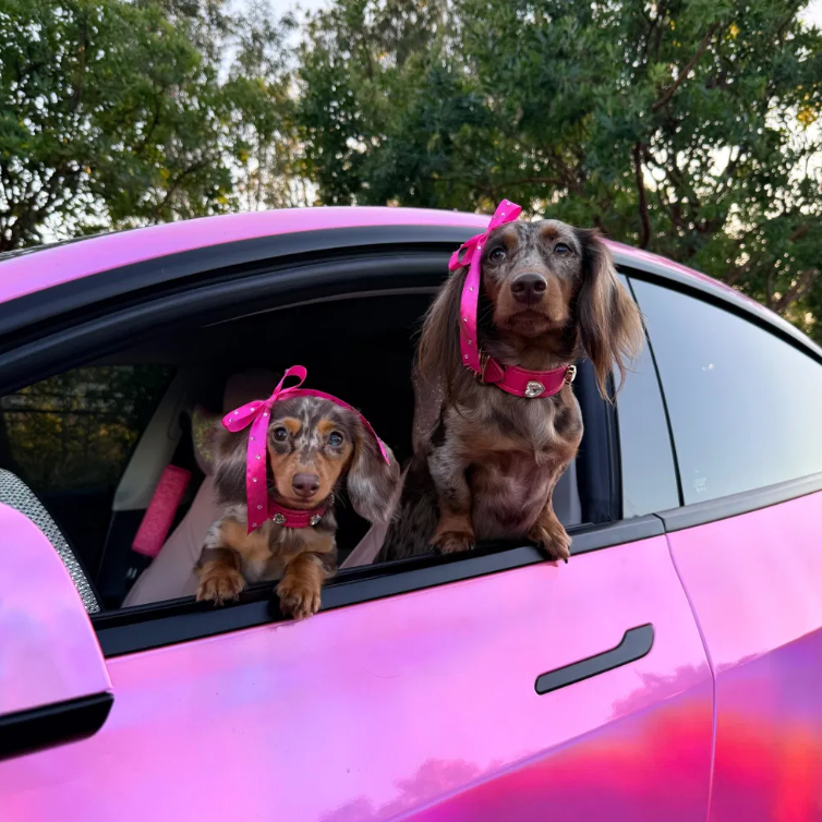 Pepé La Pue Hot Pink