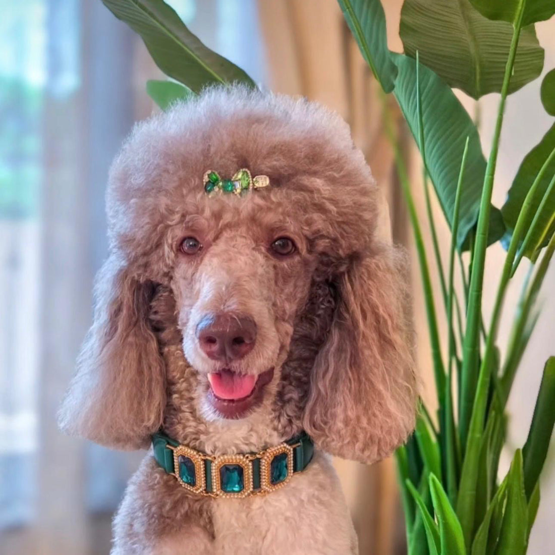 Émeraude Royale Bow